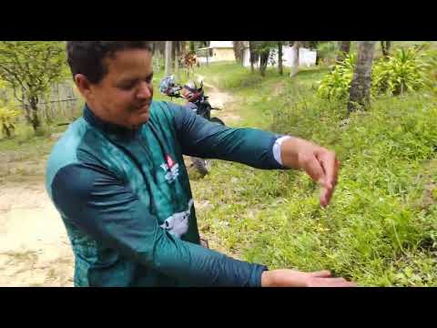 Sítio à venda na zona rural de Catende PE 10 hectares 1 km da cidade $250 mil 