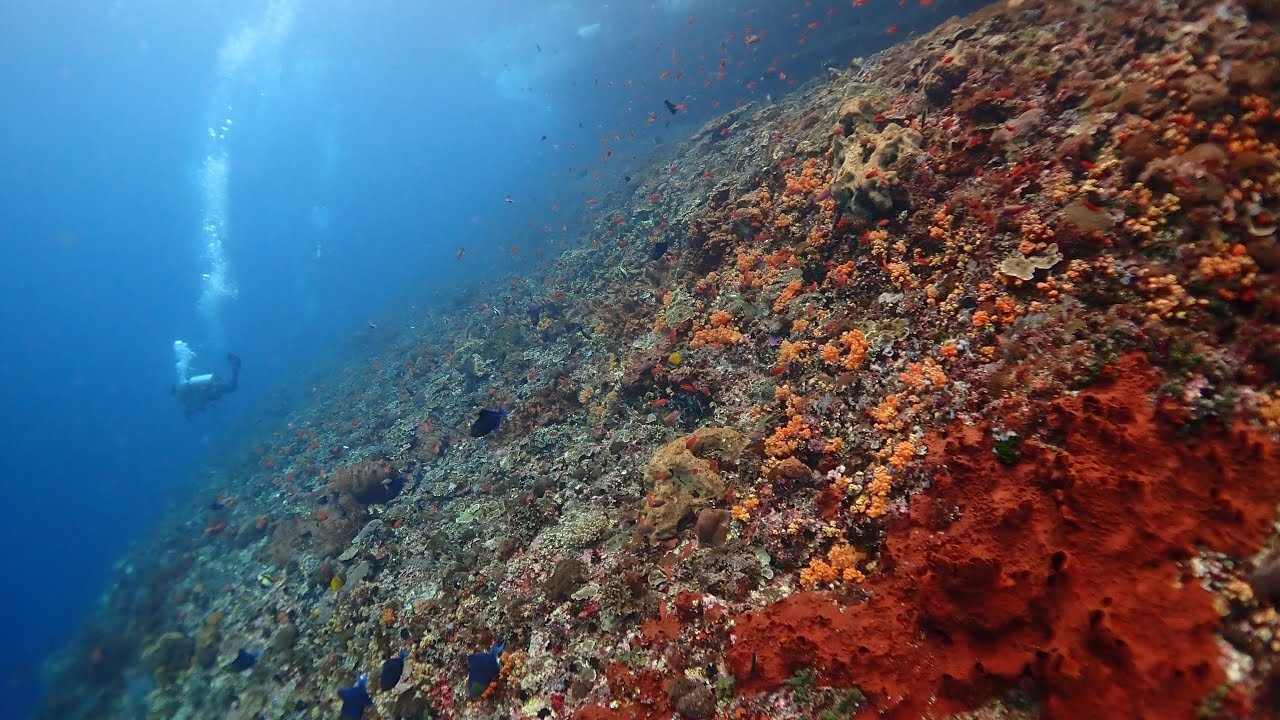 Experience vibrant underwater world with diving at Ceningan Wall.