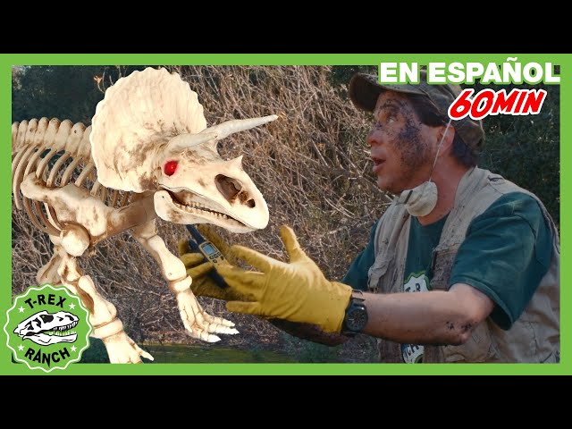 Vídeo relacionado con Nifeliz Fósiles de Dinosaurio T. Rex Decoracion Kit de Construcción, Dinosaurio de Construcción para Hombres y Mujeres, Regalo Coleccionable para Amantes de Las Fósiles (826 Piezas, NF10343)