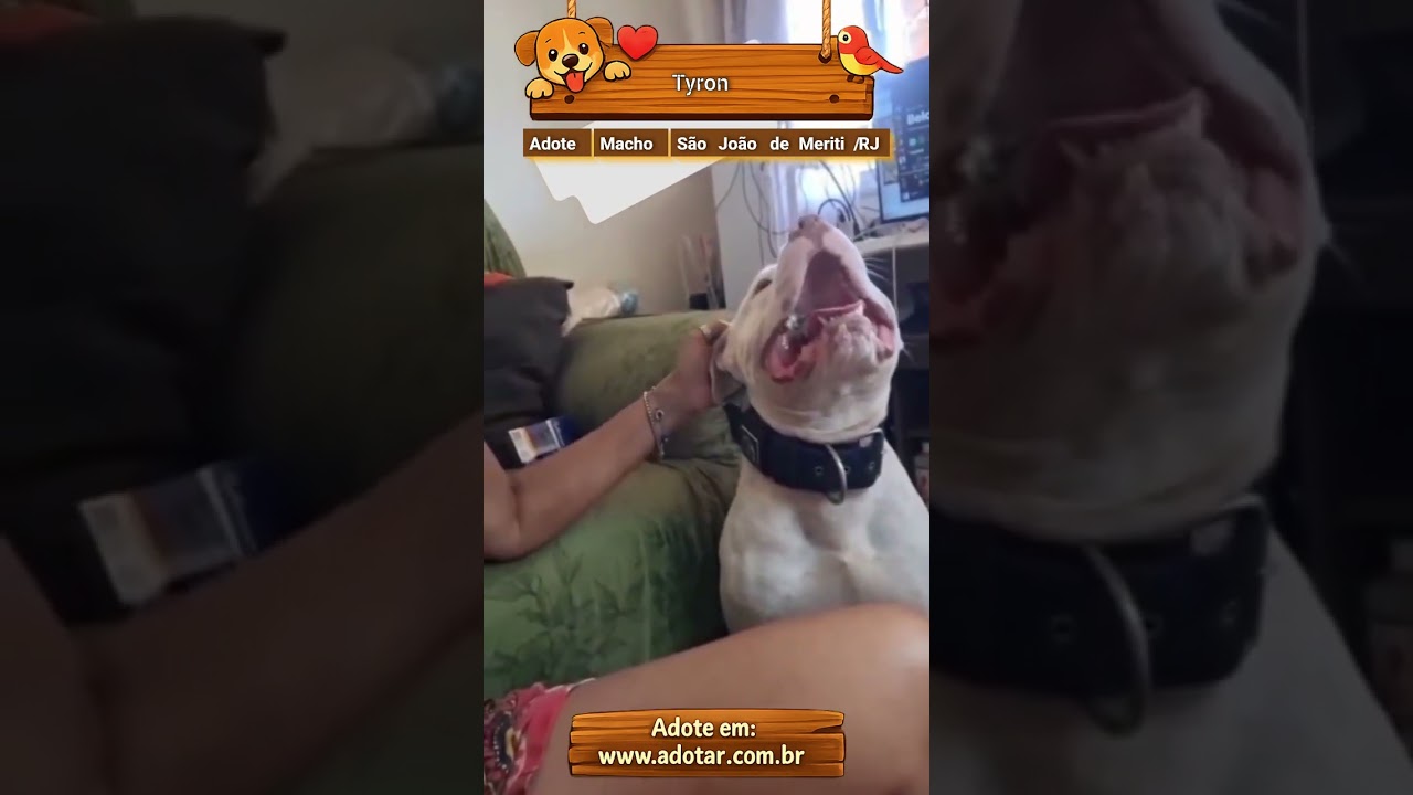 Cachorro raça Pit-Bull idade 1 ano nome Tyron