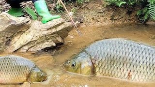 Download lagu Boy's Genius Fish Trap Skills | Stream Survival Fishing Like a Pro!||Survival Video|2025 mp3