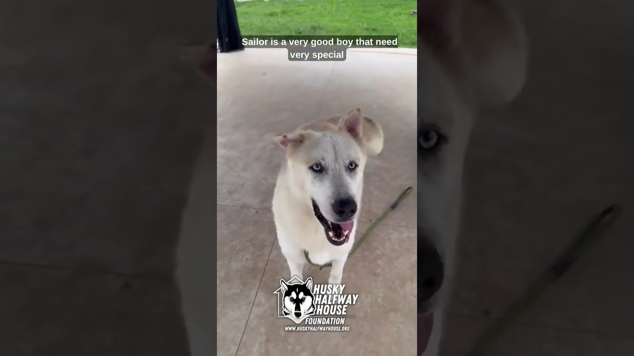 Enlarge Sailor, a Adoptable Husky in Eufaula, OK video 6/6