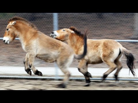 African Wild Dogs Playing -Wild Horses Playing - Rhinoceros Zoo Animals For Kids in 4K V1