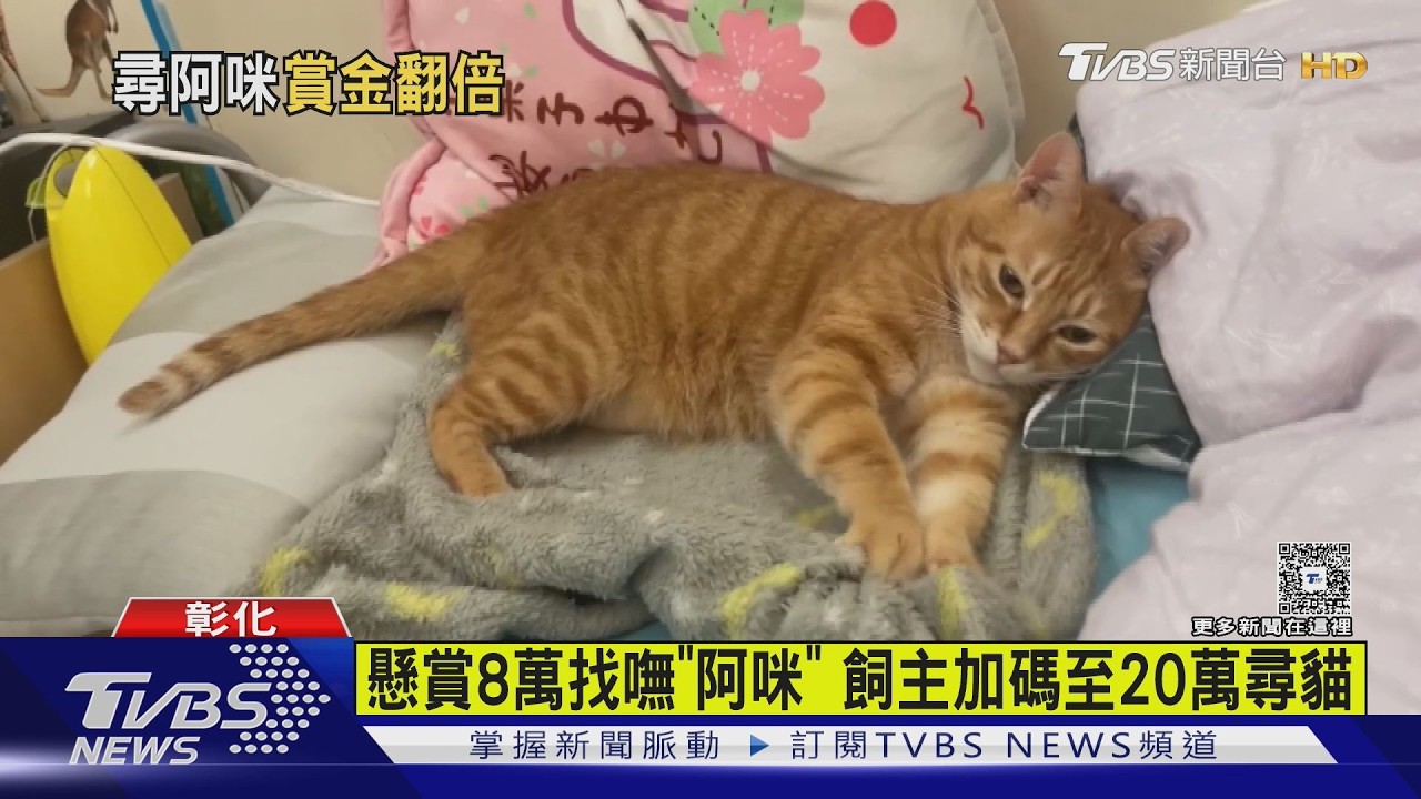 懸賞8萬找嘸貓！飼主加碼至20萬　「天使橘貓」失蹤4月全家心碎