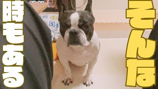 唐突に甘えるたくなるフレブル🐶