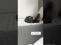 Very Cute Gray Tabby Cat Playing Around