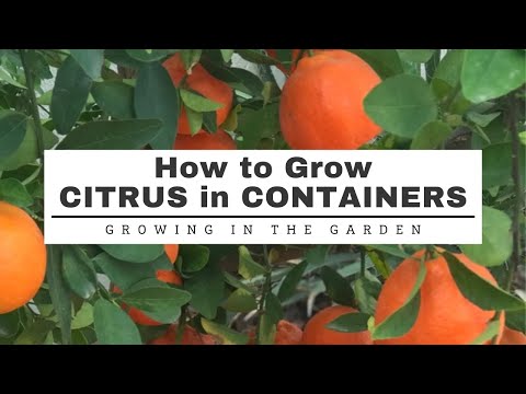 CITRUS in CONTAINERS: 11 TIps for SUCCESS