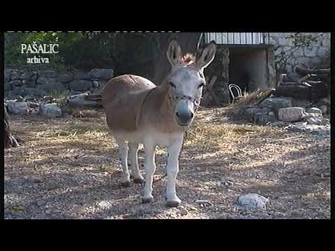 KLAPA ADRION  Ja odlazim draga 1996