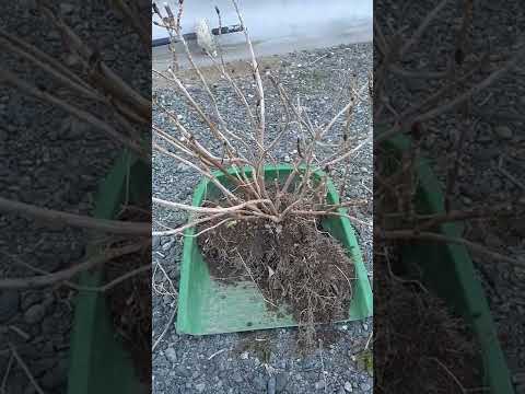 アジサイの下に何を置くか