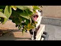Stray Hungry Tuxedo Cat Doesn T Trust Me And Spoil Himself For Me