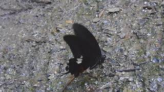 ムビる18509 20210806 003 モンキアゲハ monkiageha