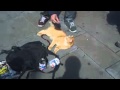 London Wander 7 Kitty