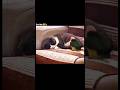 Tag Your Sister Love Trending Viralvideo Sister Brosis Fighter Brother Anna Shortsfeed