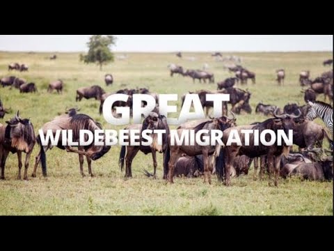 The Great Wildebeest Migration (Masai Mara-Serengeti Plains)- Nature's Greatest Journey. Educational