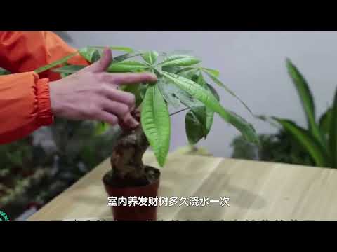 發財樹多久澆一次水