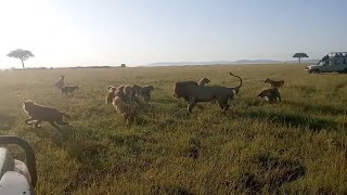 Male lion takes on a hyena clan