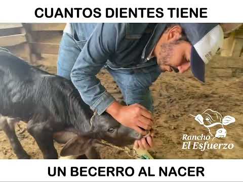 , title : 'IMPORTANCIA DE LOS DIENTES EN TERNEROS I Rancho el Esfuerzo'