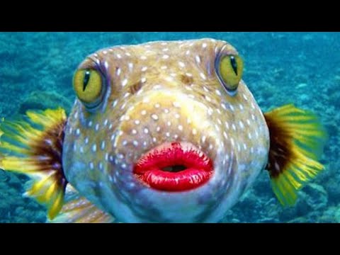 Finding and Hunting Bloop - Animal Revolt Battle Simulator