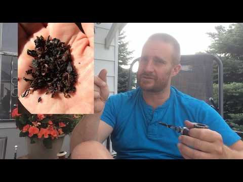 Sutliff Spiced Rum and Sunset Rum Pipe Tobacco Review