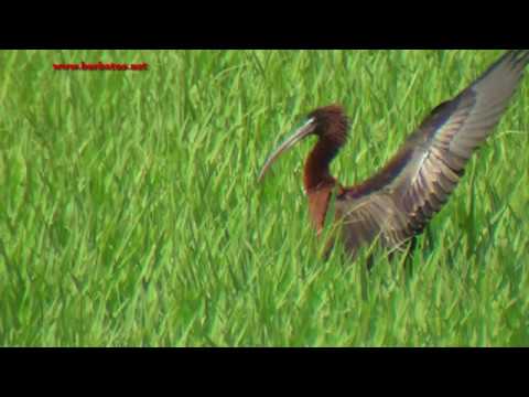 Morito comun ( Plegadis falcinellus ) Glossy Ibis