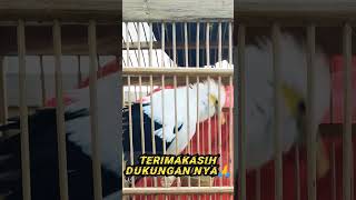 Download lagu Pancingan jalak putih macet bunyi‼️#shorts #jalak mp3