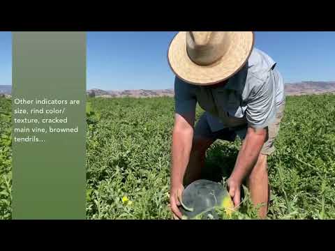 Growing Red Seedless Watermelon at Durst Organic Growers