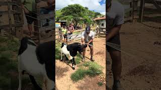 Olha o bode bravo !!👀