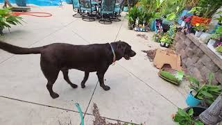 Garden Talk and Stroll