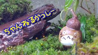 ツノガエル君のお食事
