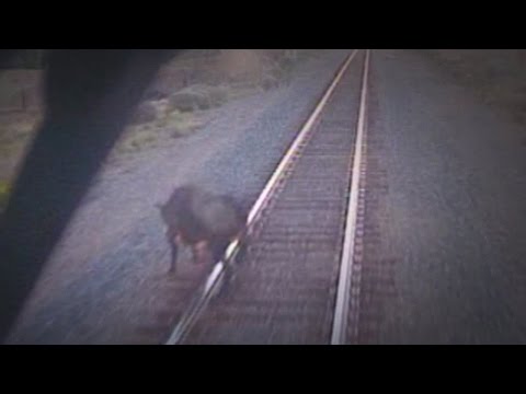 Cow causes major delays for Rail Runner Tuesday