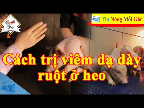 , title : 'Heo (lợn) bị viêm dạ dày ruột - Cách trị bệnh viêm dạ dày ruột ở heo | Tin Nóng Mỗi Giờ'