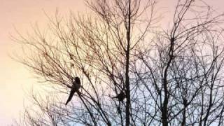 As I Lay Me Down - Sophie B. Hawkins (INSTRUMENTAL)