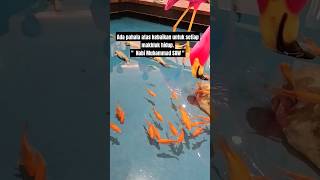 Download lagu Ikan dalam Kolam (versi Sholawat) #shorts #sholawat #ikandalamkolam mp3
