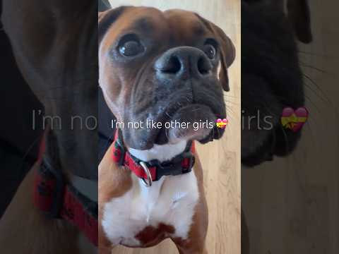 🥚🦕🦖 I’m a pterodactyl #danithegirlboxer #boxerpuppy #boxerdog #pterodactyl #imadinosaur