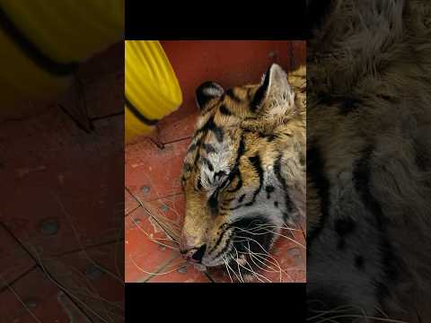 Life of Pi 🌊🐅 The Miracle Island That Saved Pi and Richard Parker