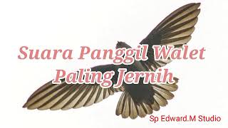 Download lagu Suara Panggil Walet Paling Jernih mp3 Download lagu Suara Panggil Walet Paling Jernih mp3