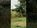 Deer dropped by