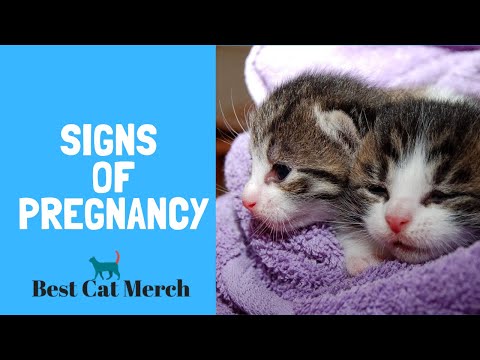 How to Tell if your Cat is Pregnant? (5 signs)