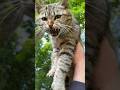 Tabby Cat Just Hissing