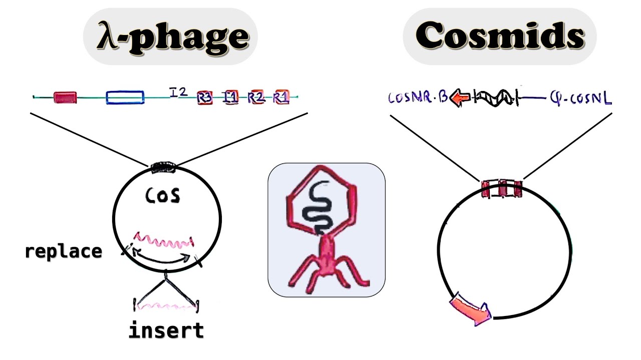 Lambda Phage vector, Cosmid cloning vector - spi phenotype and in vitro packaged lambda virus