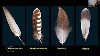 Aula   Noções de anatomia, fisiologia e imunologia das aves 1