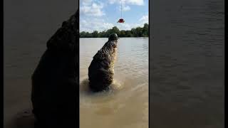 Download lagu Giant Saltwater Crocodile leaps out of water! mp3 Download lagu Giant Saltwater Crocodile leaps out of water! mp3