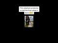 #fyp #foryourpage #foryoupage #animal #elephant #amazing #cute #viral #virall