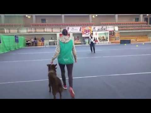 Gambit, obedience class 1, Oleśnica [18.03.2018]