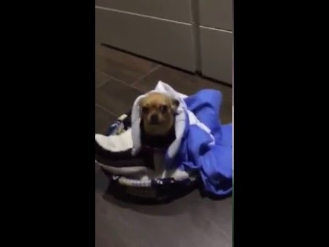Vermi nel pesce la descrizione Come bandire vermi a un Labrador