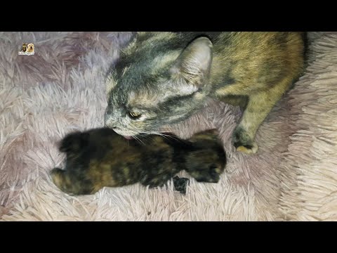 Two newborn kittens drink milk and grow bigger every day