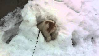 Purebred Cocker Spaniel playing in the snow!