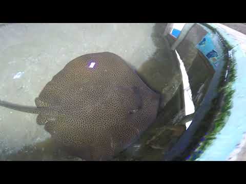 Stingray Ocean Reef aquarium Denham WA1   11 04 2015