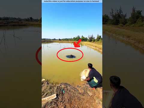 কালো ধোঁয়া কৃতির কি বেরিয়ে আসলো পুকুর থেকে #viralvideo #viralvideo #netfishing #shorts #eatfish
