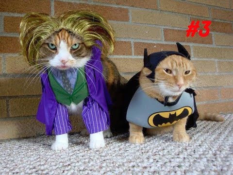 Смешное видео с котиками (Funny Cat) #3